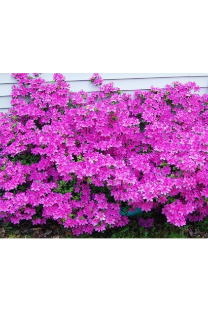 Фіолетові квіти Гейша Ліла прикрашають ваш ландшафт.